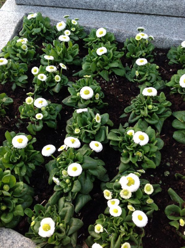 Frühling – Beispiel 7, Lentia Marmor